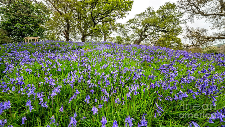Spring Photograph - Bluebells by Adrian Evans