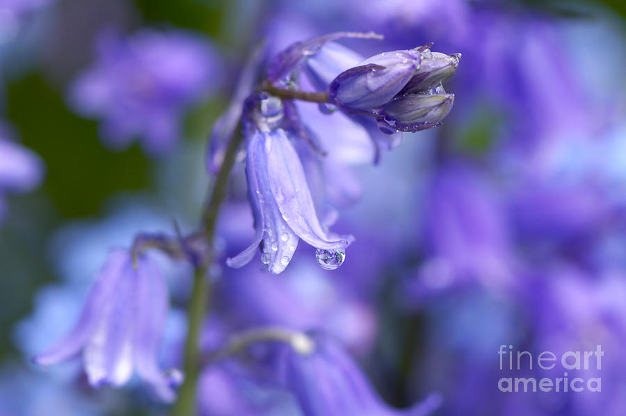 Bluebells After the Rain 2 Photograph by Sharon Talson