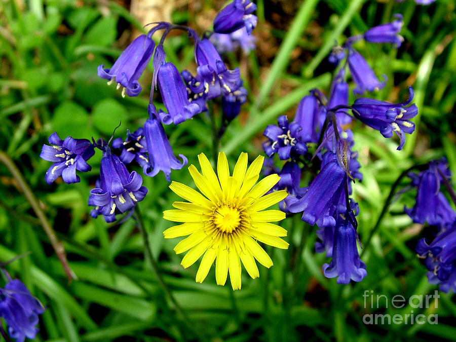 Bluebells and dandelion Photograph by Joe Cashin