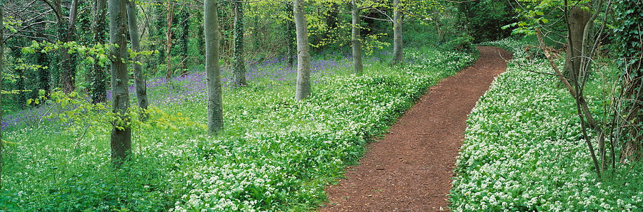 Nature Photograph - Bluebells And Garlic Along Footpath by Panoramic Images