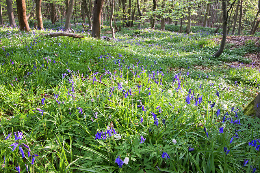 Bluebells And Wood Anemones In Beech Photograph by James Warwick