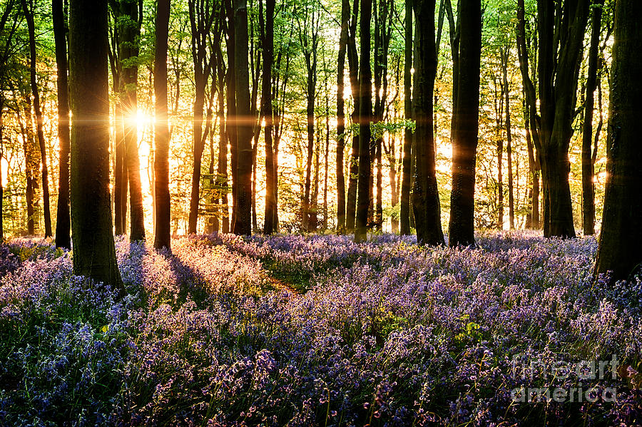 Bluebells blooming in the forest Photograph by Simon Bratt
