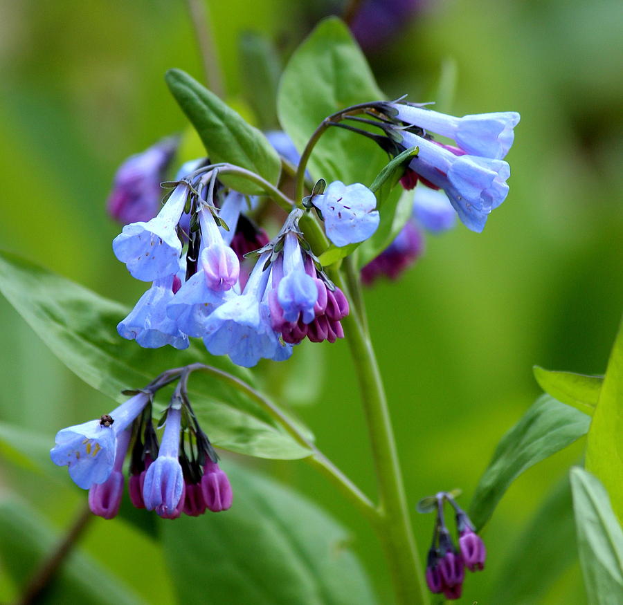 Bluebells Bluebells Photograph by Rosanne Jordan - Fine Art America