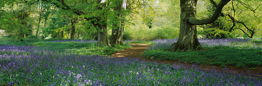 Bluebells In A Forest, Thorp Perrow Photograph by Panoramic Images