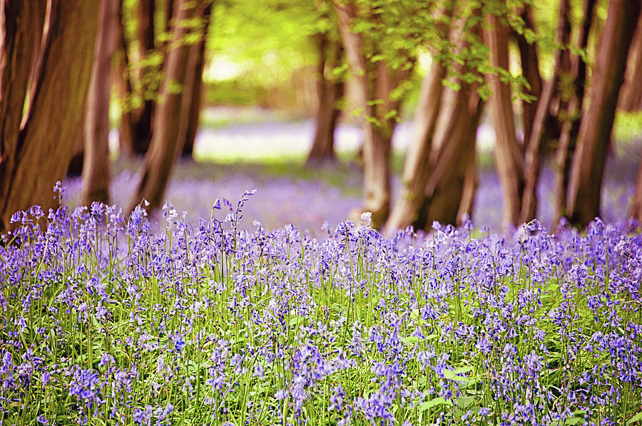 Bluebells In An Ancient Woodland Photograph by Sharon Vos-arnold