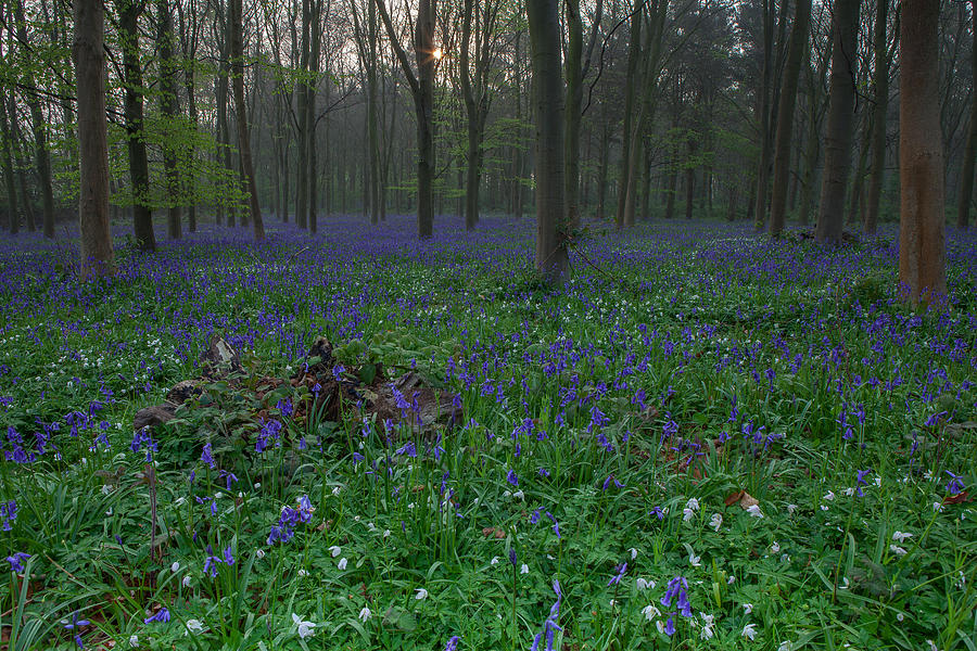 Bluebells in Oxey Wood Photograph by Nick Atkin