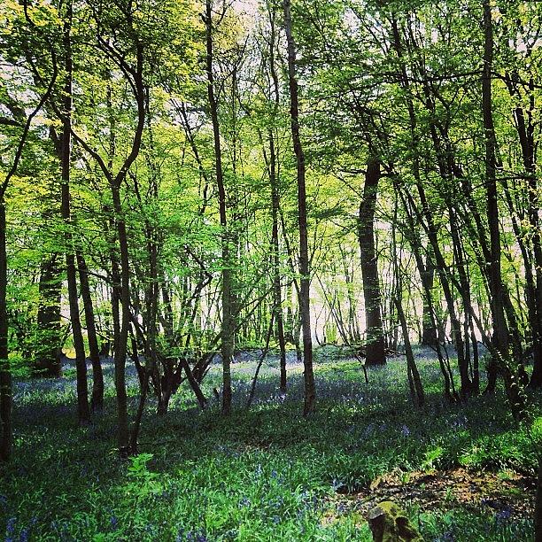 Nature Photograph - Bluebells In Pittswood  by Nic Squirrell