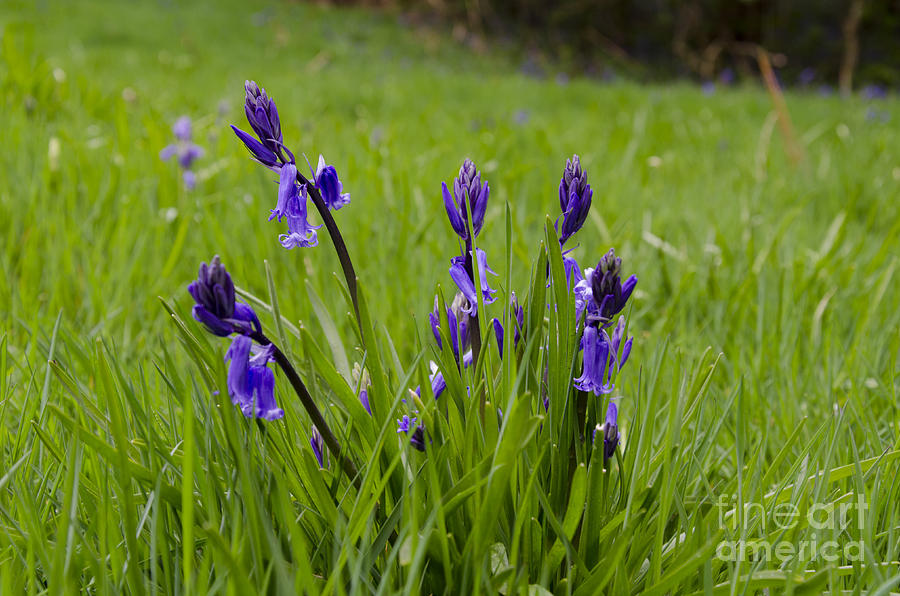 Bluebells in spring Photograph by Steev Stamford