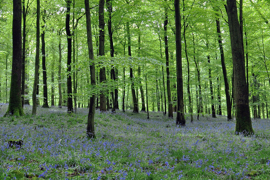 Bluebells in the Forest Photograph by Geraldine Alexander