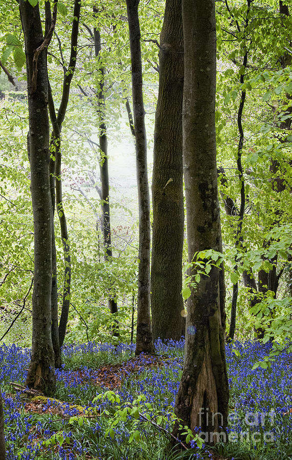 Bluebells in the Woods Photograph by Juli Scalzi