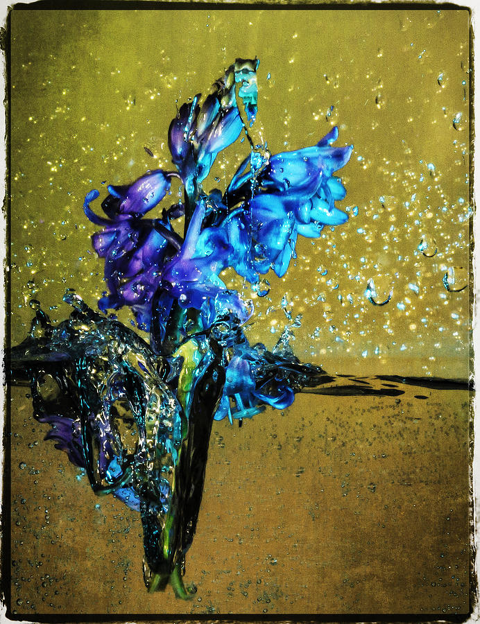 Bluebells in water splash Mixed Media by Peter V Quenter
