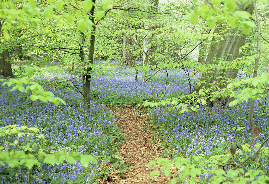 Spring Photograph - Bluebells In Woodland by Jim D Saul/science Photo Library