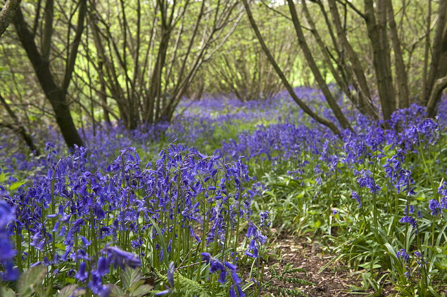 Bluebells In Woodland Photograph by Nigel Cattlin
