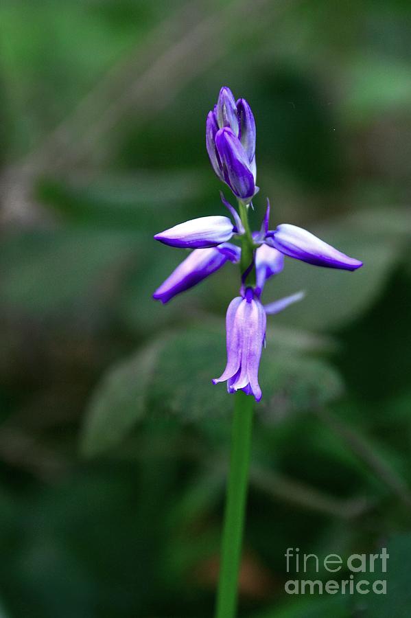 Flower Photograph - Bluebells by Jeremy Hayden