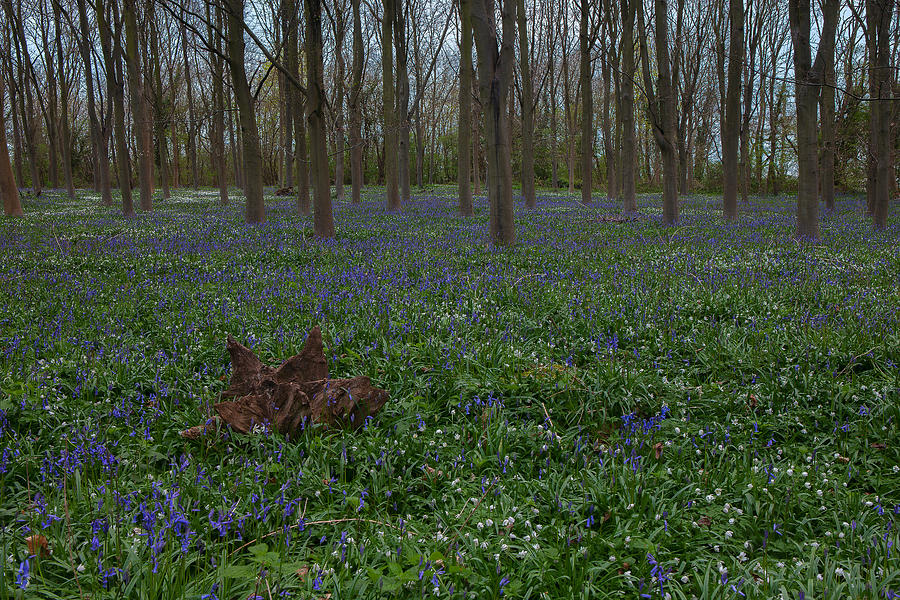Bluebells Oxey Wood. Photograph by Nick Atkin