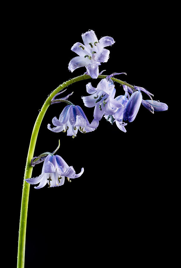 Bluebells With Drops Photograph by Mary Jo Allen