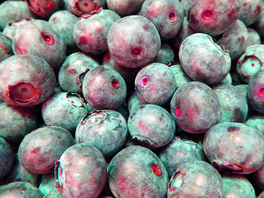Blueberries B Photograph by Laurie Tsemak