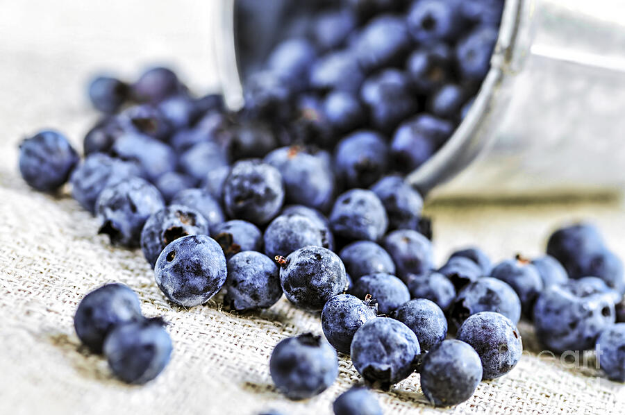 Blueberry Photograph - Blueberries by Elena Elisseeva