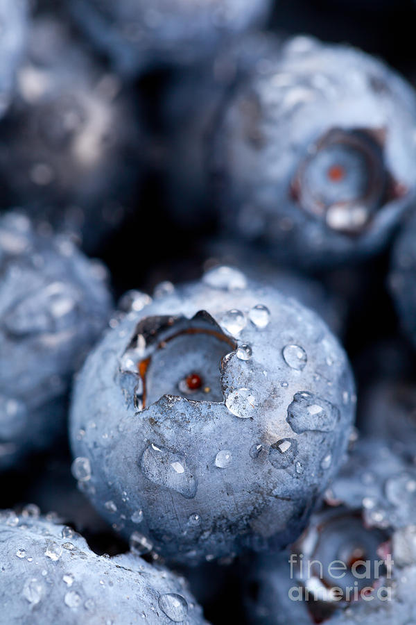 Blueberry Photograph - Blueberries macro by Shawn Hempel