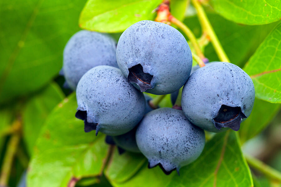 Blueberries Photograph by Michael Russell