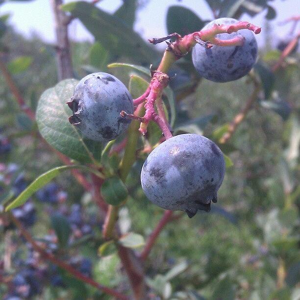 Blueberry Photograph - Blueberries by Susana Ochoa-Sobieszek