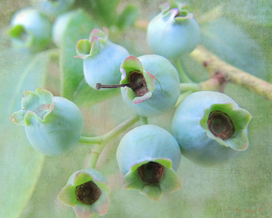 Blueberry Photograph - Blueberries by Mim White