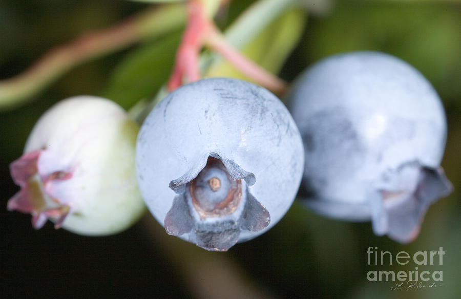 Blueberries on Bush Photograph by Iris Richardson
