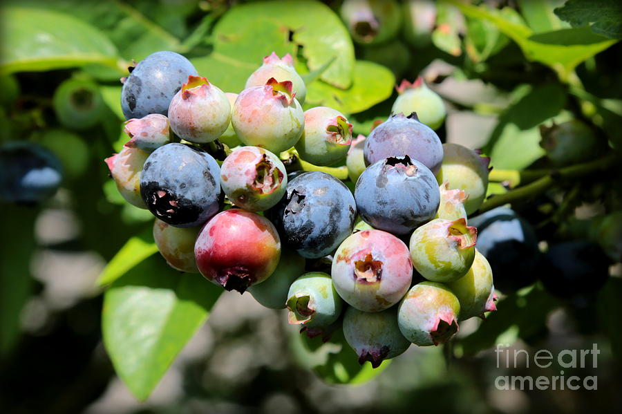 Blueberries on the Vine Photograph by Carol Groenen
