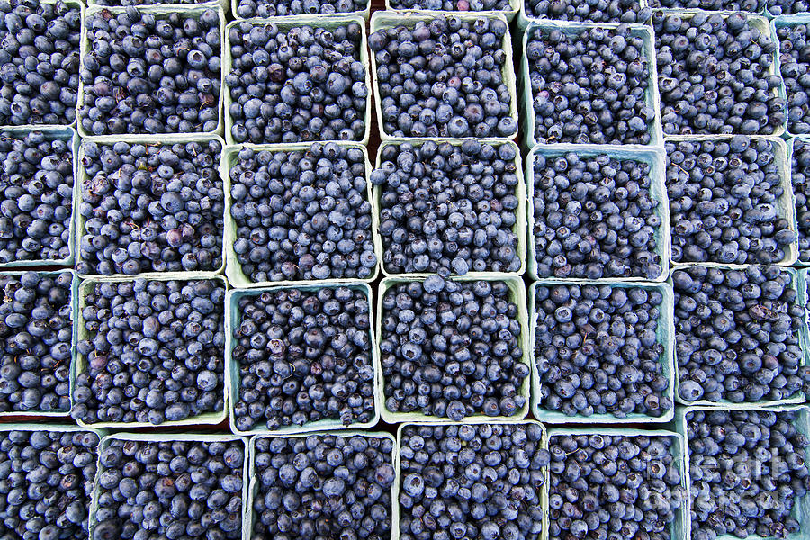 Blueberries Photograph by Patty Colabuono