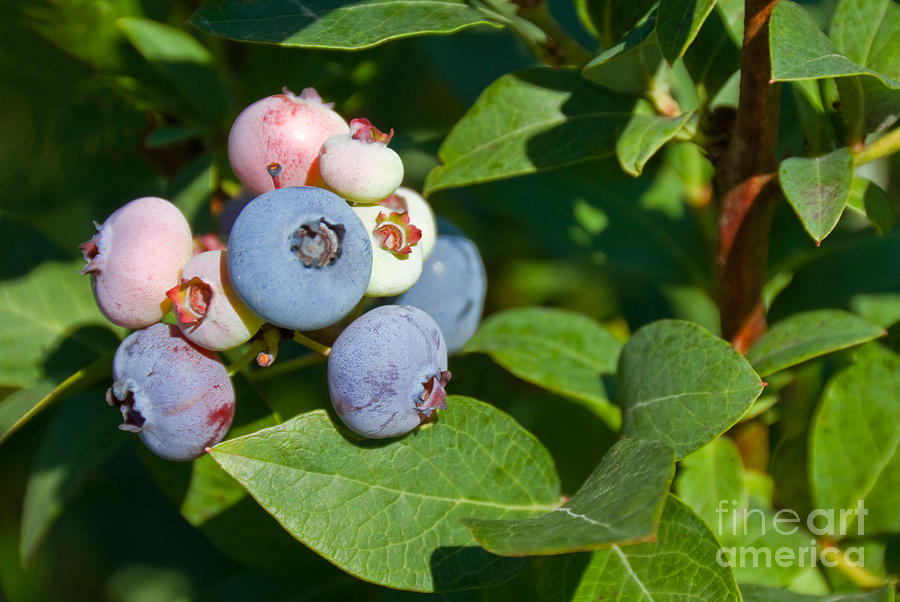 Blueberries Photograph by Richard and Ellen Thane