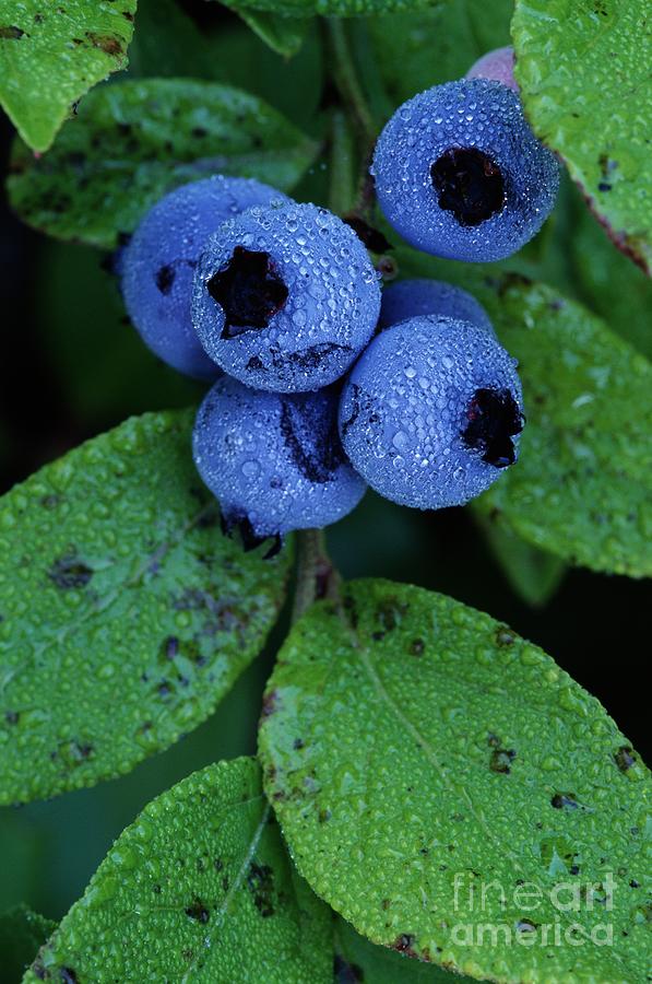 Blueberries Photograph by Rod Planck