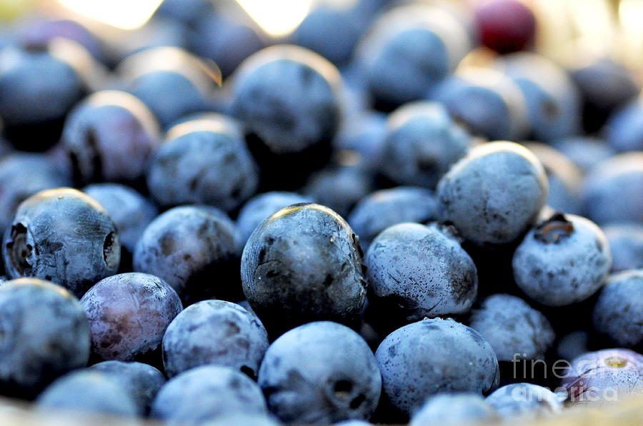 Blueberries Photograph by Tatyana Searcy