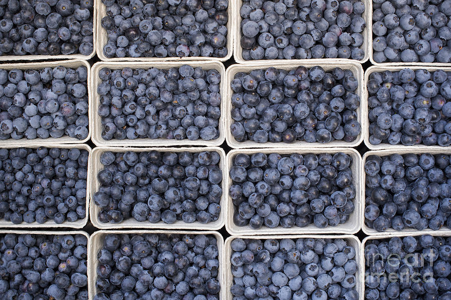 Blueberries Photograph by Tim Gainey
