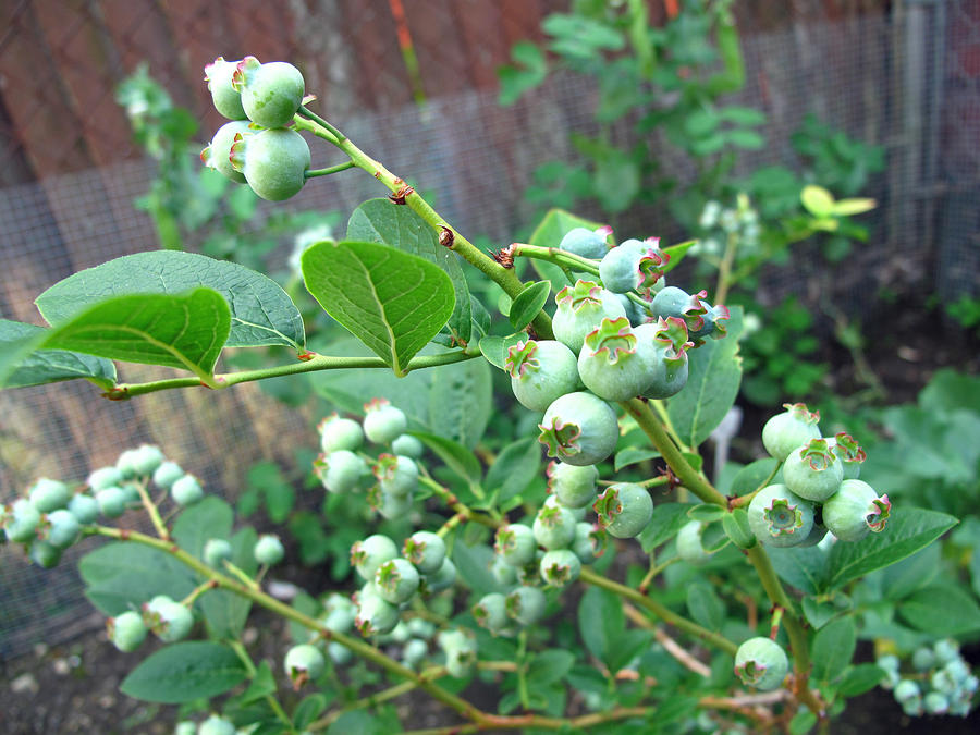 Blueberries to Be Photograph by Barbara McDevitt