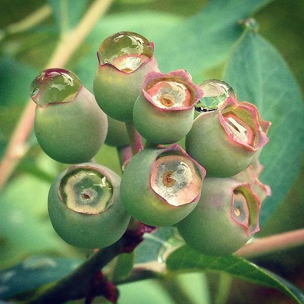 Blueberries Waiting To Turn Blue 🍇 Photograph by Melissa Evans