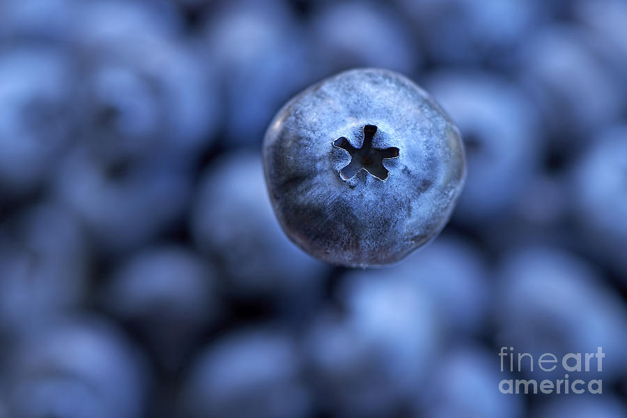 Blueberry 2 Photograph by Sharon Talson