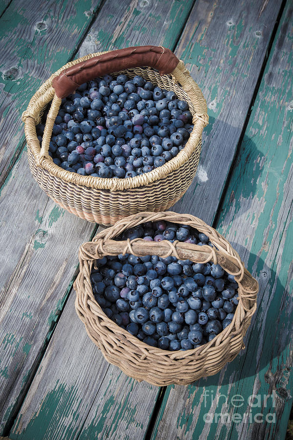 Blueberry Baskets Photograph by Edward Fielding