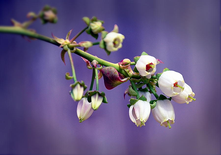 Blueberry Blooms Photograph by Phillip Garcia
