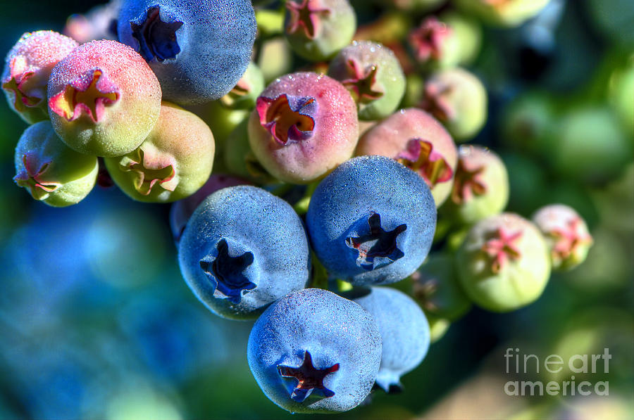 Blueberry Photograph - Blueberry Dew by Sharon Talson