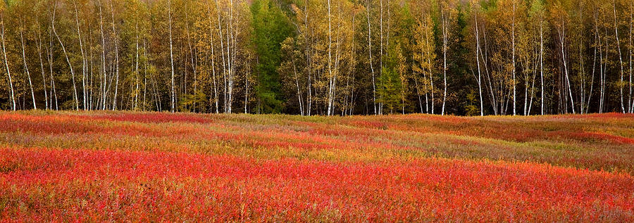 Blueberry Fields in Fall Photograph by Patrick Downey