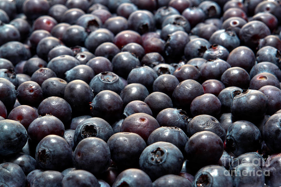 Blueberry Photograph - Blueberry Galore by Olivier Le Queinec
