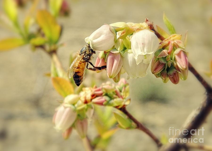 Blueberry Honey Bee Photograph by Sharon Woerner