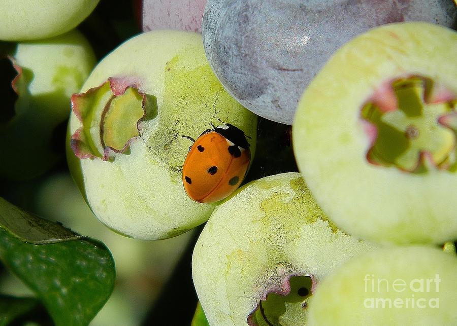 Blueberry Ladybug Photograph by Gallery Of Hope 