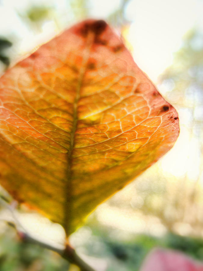 Blueberry Leaf in the Autumn Breeze Photograph by Louise Kumpf