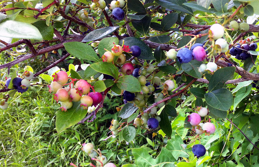 Blueberry Photograph - Blueberry Season by Tina Thibeault