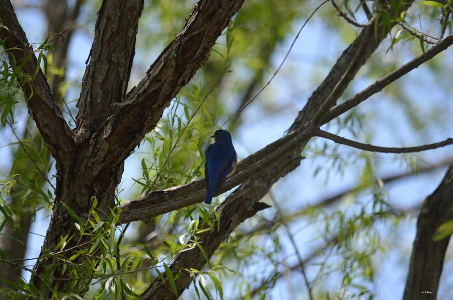 Bluebird 14-1 Photograph by Maria Urso