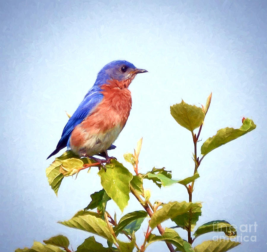 Bluebird 2  Photograph by Kerri Farley