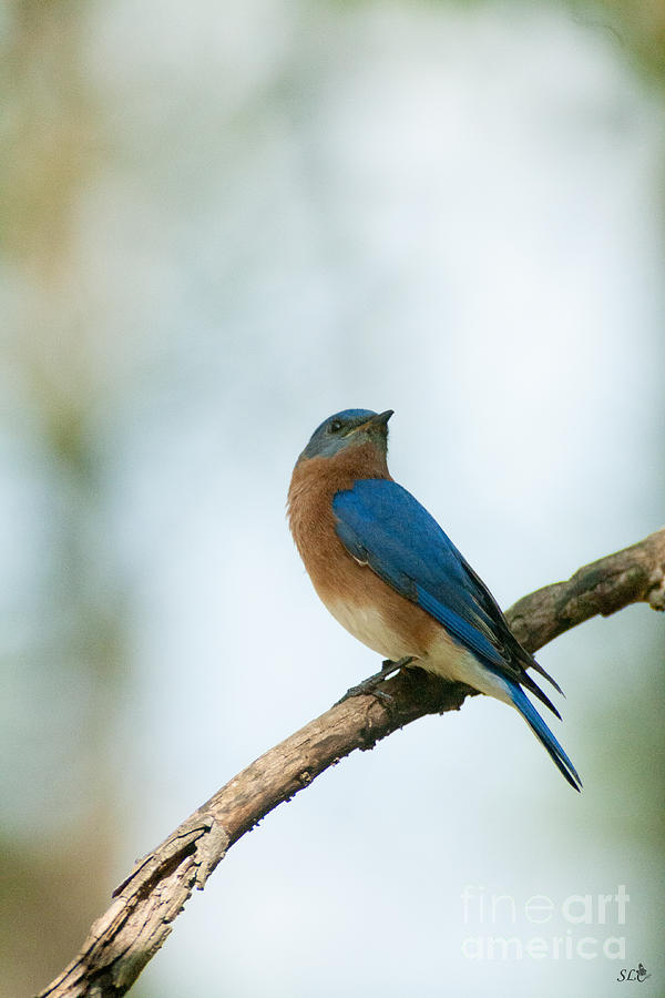 Bluebird -5 Photograph by Sandra Clark