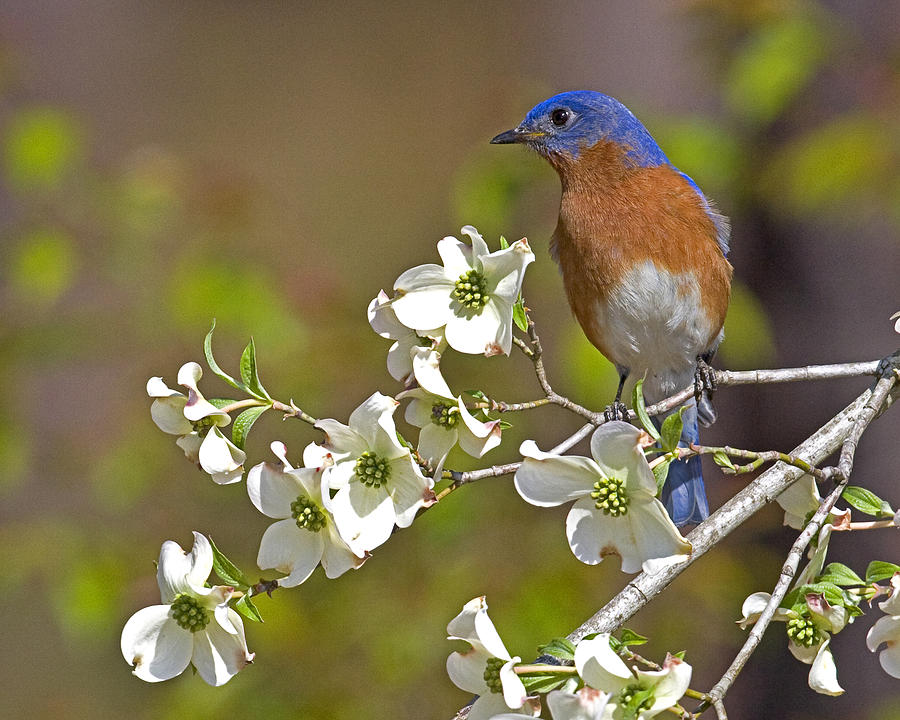 Bluebird and Dogwood Photograph by Jim E Johnson