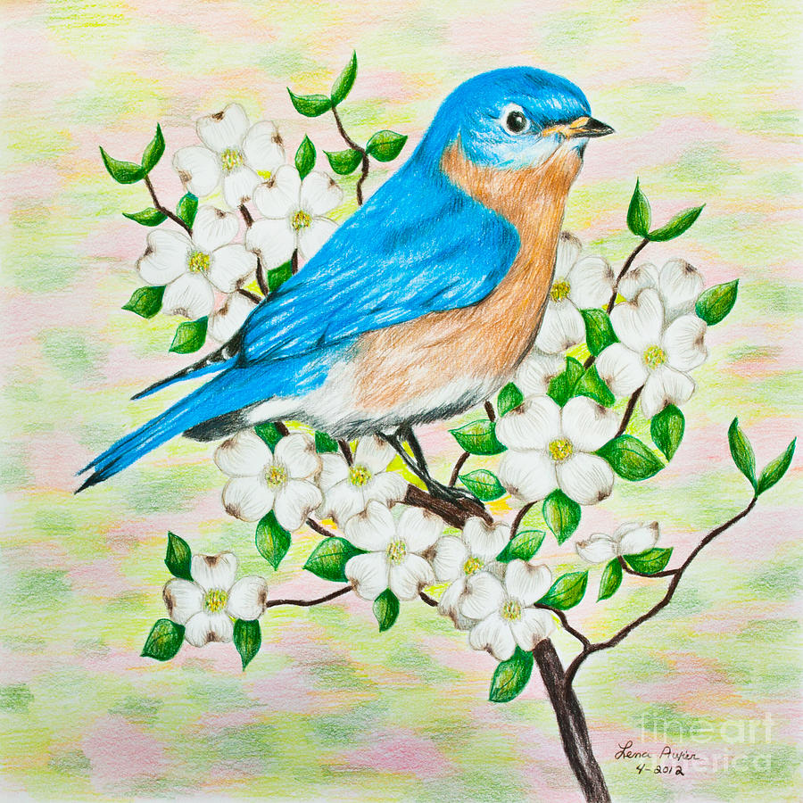 Bluebird Drawing - Bluebird and Dogwood by Lena Auxier